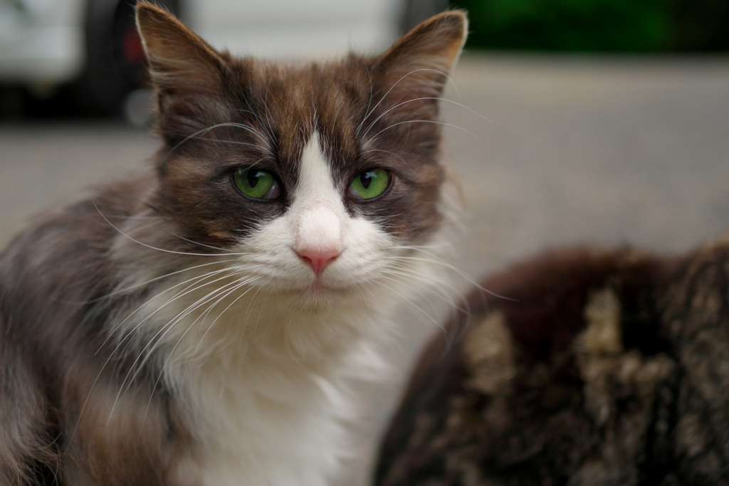 白黒猫