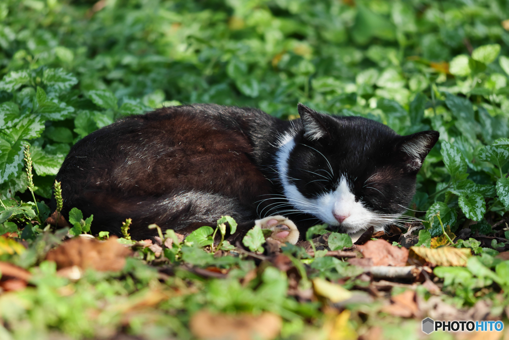黒白ねこ