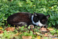 黒白ねこ