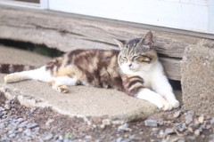 キジトラ猫
