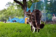 キジトラ白猫