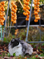 黒白ねこ