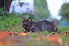 黒猫