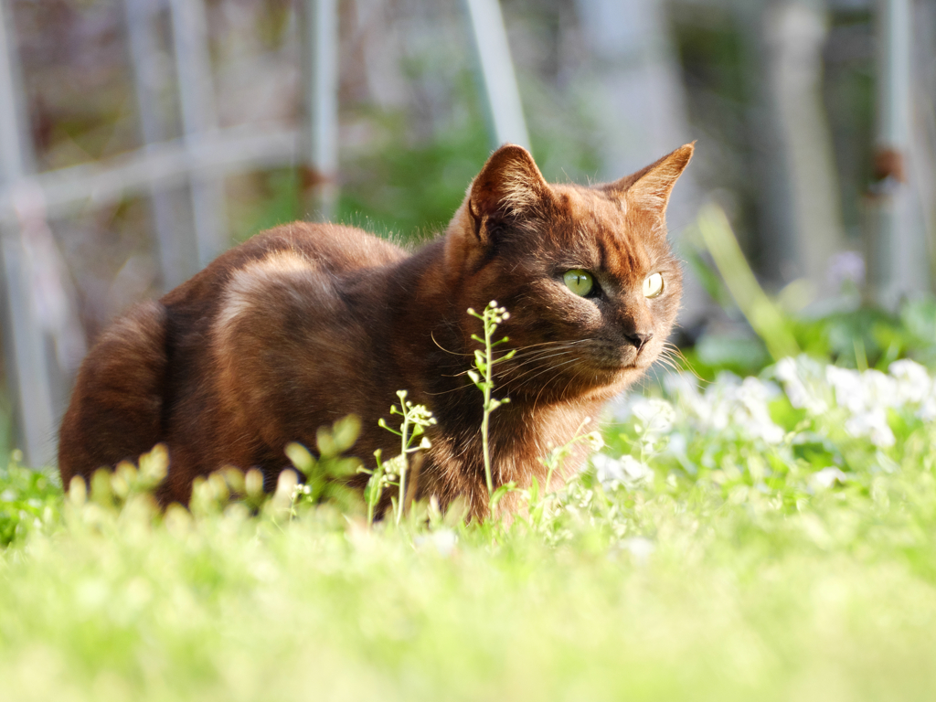 黒猫 