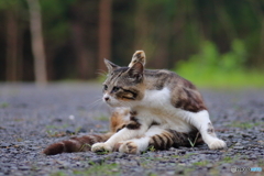 キジトラ白猫