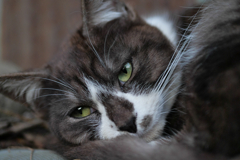 白黒猫