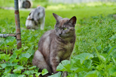 黒猫