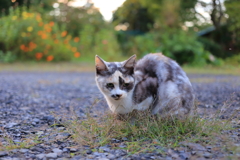 三毛猫