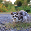 三毛猫