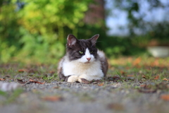 白黒猫