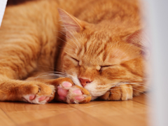 茶とら猫