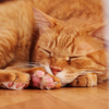 茶とら猫