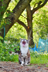あくび猫