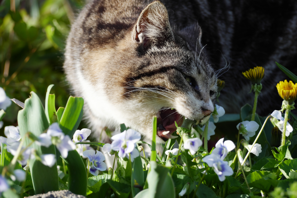 キジトラ食す