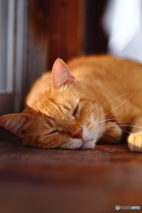 茶トラねこ