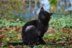 黒猫