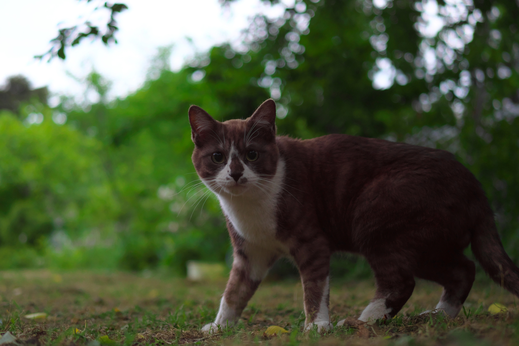 白黒猫
