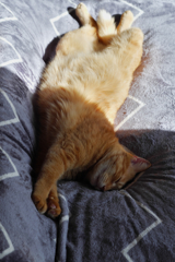 茶トラ猫