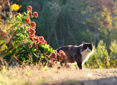 黒白ねこ