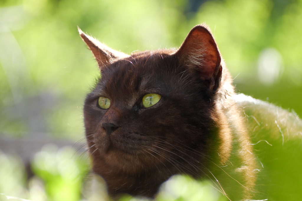 癒され黒猫