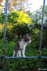 キジトラ白猫