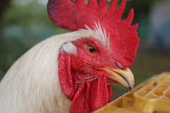 ♂鶏