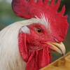 ♂鶏