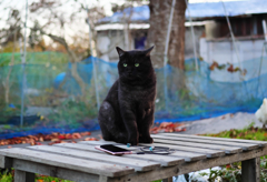 黒猫