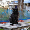 黒猫