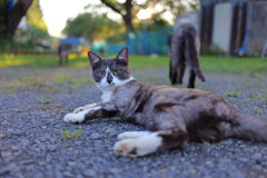 白黒猫