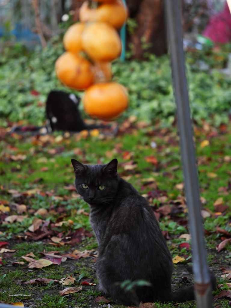 干し柿と黒猫