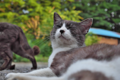 白黒猫
