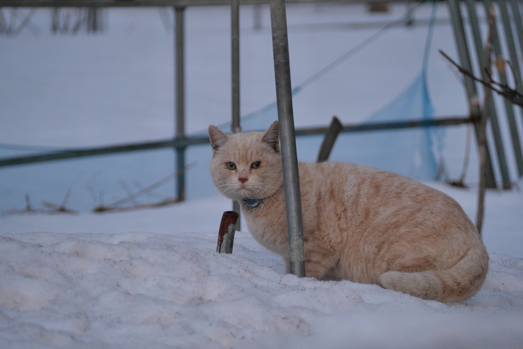 しろ猫