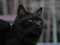黒猫