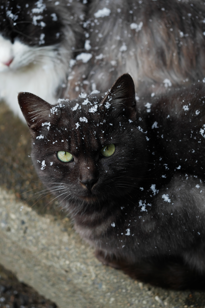 雪とニャン