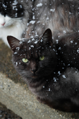 雪とニャン
