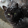 雪とニャン