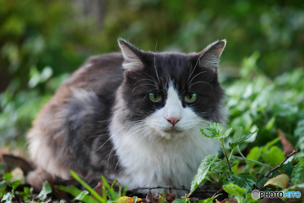 黒白ねこ