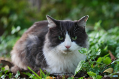 黒白ねこ