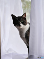 黒白ねこ