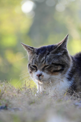 キジトラ白ねこ