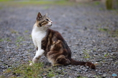 キジトラ白猫