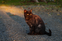 黒猫