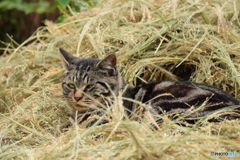 キジトラ猫の干し草べッド