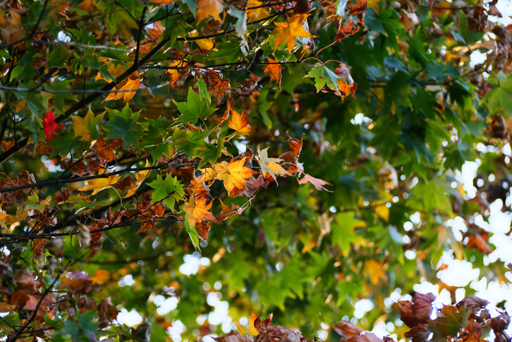 紅葉
