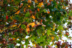 紅葉