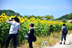 師匠とボクと、時々、弟子。そして向日葵。
