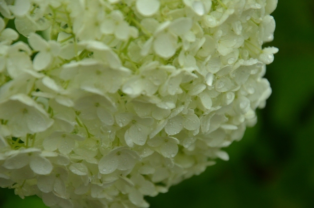 紫陽花
