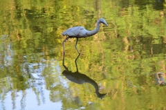 鳥撮り