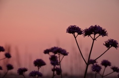夕の花